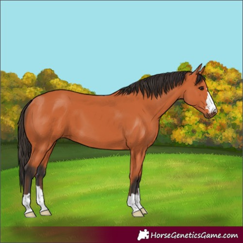 Horse Color:Bay 
