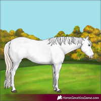Horse Color:White Spotted Chestnut 