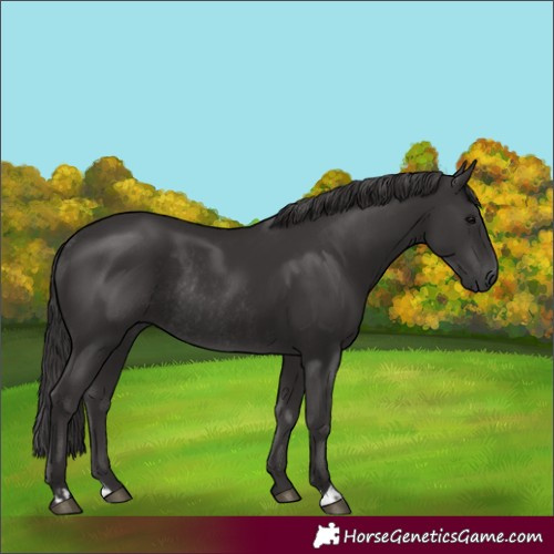 Horse Color:Smoky Black and Smoky Black Rabicano