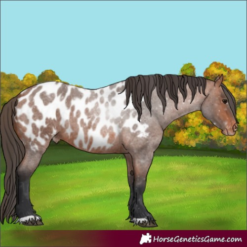 Horse Color:Bay Roan Appaloosa 