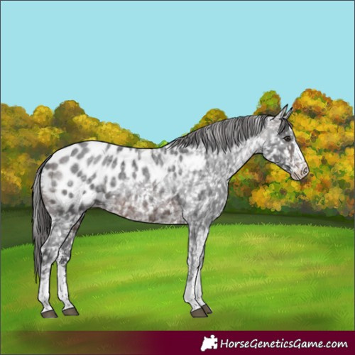 Horse Color:White Spotted Brown Ice Roan Appaloosa Rabicano 