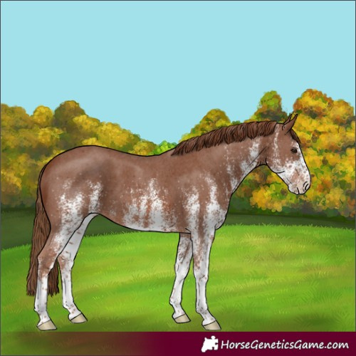 Horse Color:White Spotted Chestnut 