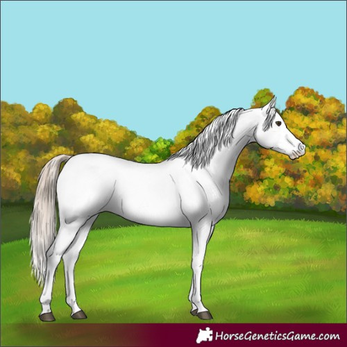 Horse Color:White Spotted Red Roan 