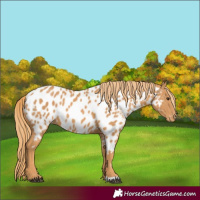 Horse Color:Chestnut Near Leopard 