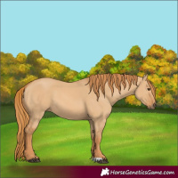 Horse Color:Red Dun 