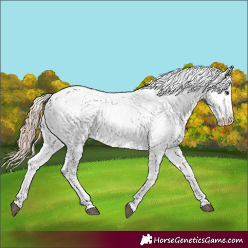 Horse Color:White Spotted Red Roan