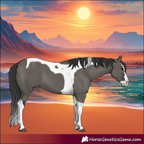 Horse Color:Grullo Splash Tobiano 
