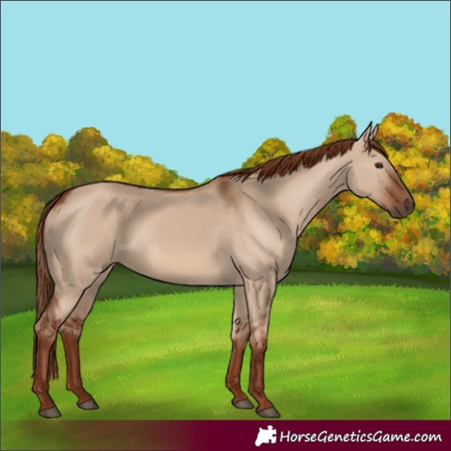 Horse Color:Unknown 