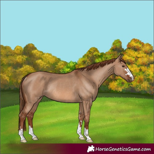 Horse Color:Unknown 