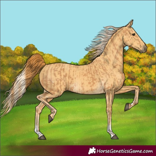 Horse Color:Chestnut  and Palomino 