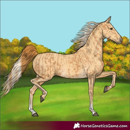 Horse Color:Chestnut  and Palomino 