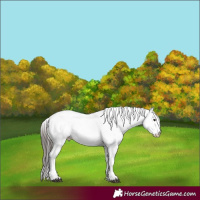 Horse Color:White Spotted Bay 