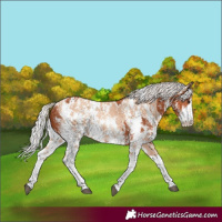 Horse Color:Silver Bay Sabino Rabicano  and Silver Amber Champagne Sabino Rabicano 