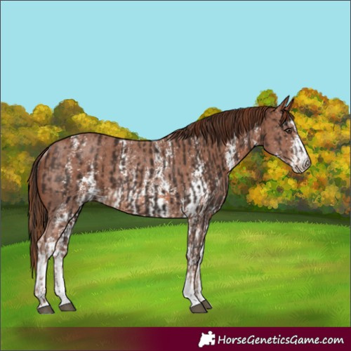 Horse Color:Liver Chestnut Sabino Rabicano  and Chestnut Sabino Rabicano 