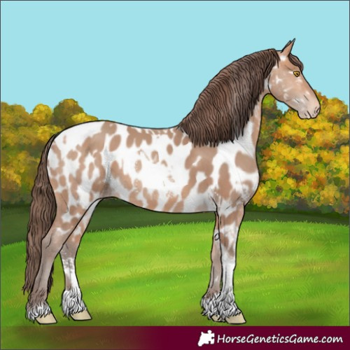 Horse Color:Amber Champagne Sabino Tobiano Appaloosa  and Amber Champagne Sabino Tobiano Appaloosa 