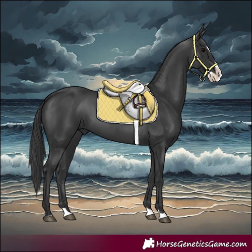 Horse Color:Black Splash