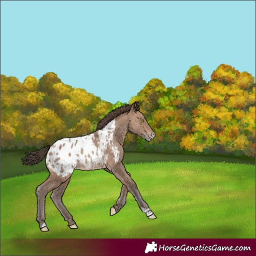 Horse Color:Sable Champagne Appaloosa