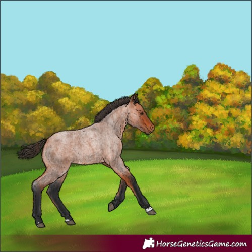 Horse Color:Unknown 
