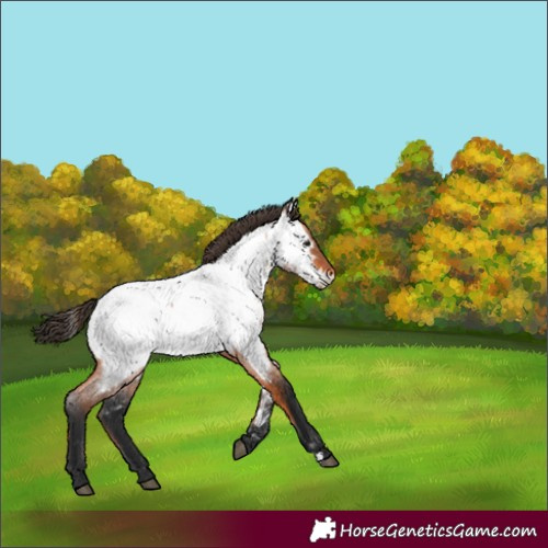 Horse Color:Unknown 