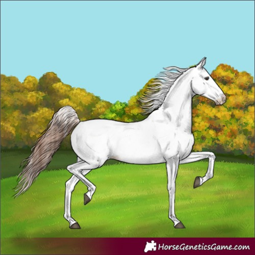 Horse Color:White Spotted Chestnut 