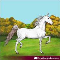 Horse Color:White Spotted Chestnut