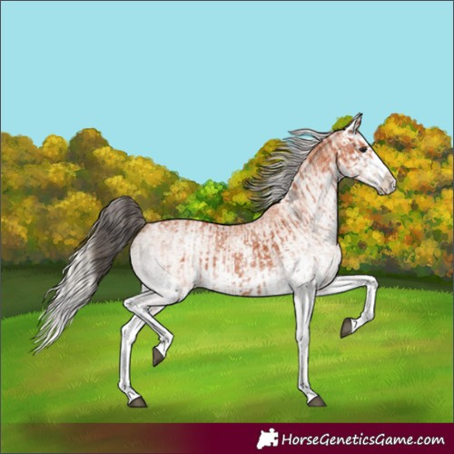 Horse Color:White Spotted Bay Splash  and White Spotted Silver Bay Splash 