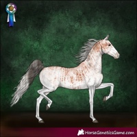 Horse Color:White Spotted Bay Splash  and White Spotted Silver Bay Splash 