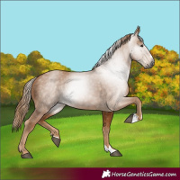 Horse Color:Gray Chestnut 