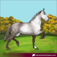 Horse Color:Gray Chestnut 