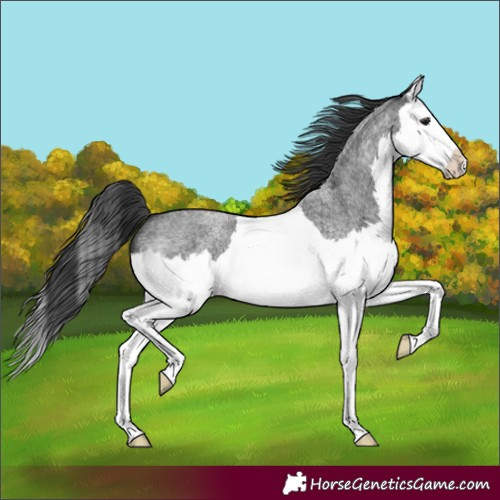 Horse Color:Blue Roan Splash 