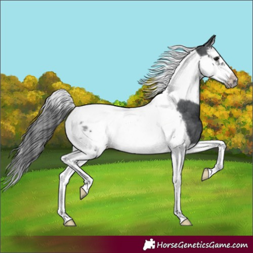 Horse Color:Black Splash Tobiano Frame Appaloosa 