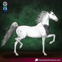 Horse Color:Black Splash Tobiano Frame Appaloosa 