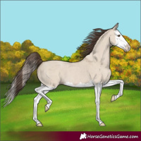 Horse Color:Classic Champagne Dun Splash