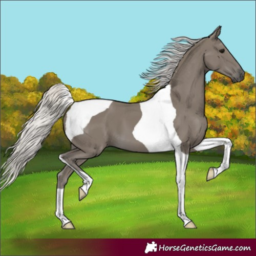 Horse Color:Silver Smoky Black Tobiano 