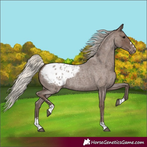 Horse Color:Silver Blue Roan Blanket 