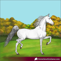 Horse Color:White Spotted Blue Roan 