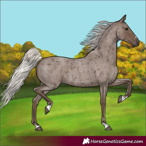 Horse Color:Silver Blue Roan 