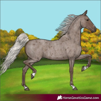 Horse Color:Silver Blue Roan 
