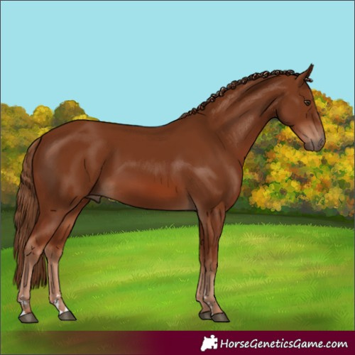 Horse Color:Chestnut 