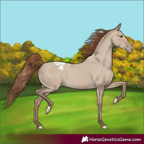 Horse Color:Classic Champagne Dun Appaloosa 