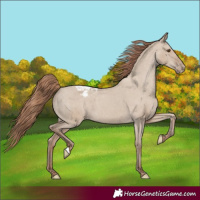 Horse Color:Classic Champagne Dun Appaloosa 