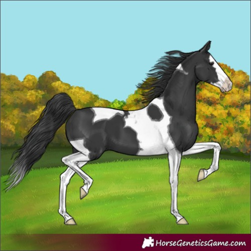 Horse Color:Black Splash Tobiano 