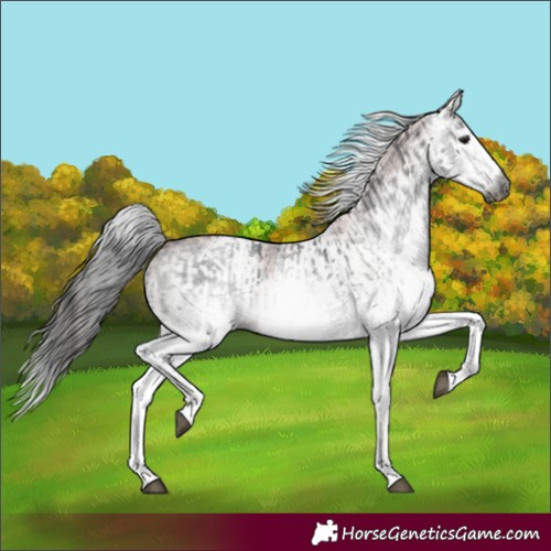 Horse Color:Gray White Spotted Black  and Gray White Spotted Bay 