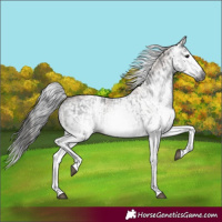 Horse Color:Gray White Spotted Black  and Gray White Spotted Bay 