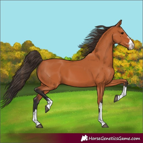 Horse Color:Bay 
