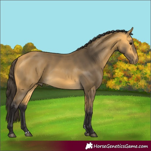 Horse Color:Buckskin 
