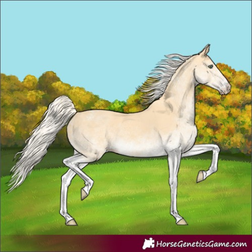 Horse Color:White Spotted Gold Cream Champagne 