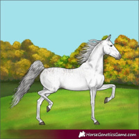 Horse Color:Gray White Spotted Bay Splash and Gray White Spotted Bay Splash Rabicano