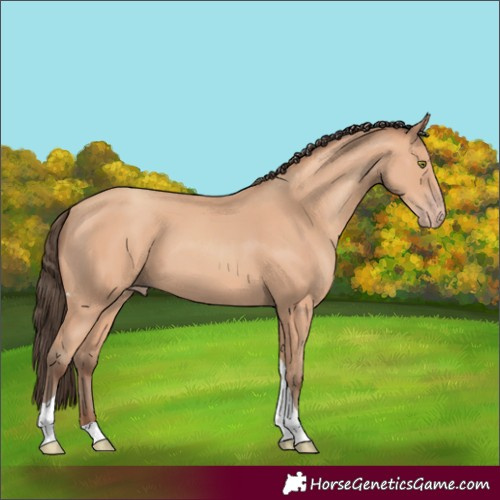 Horse Color:Amber Champagne Tobiano 