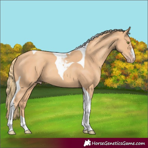Horse Color:Gold Champagne Tobiano 